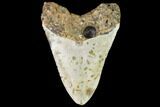 Fossil Megalodon Tooth - North Carolina #109552-2